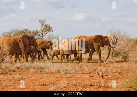 Red elefant à Tsavo-est Banque D'Images