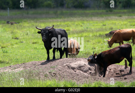 L'élevage, les taureaux et vaches sur un tas de sable ou de terre dans la zone à sécher en Floride. Avril 2016 Banque D'Images