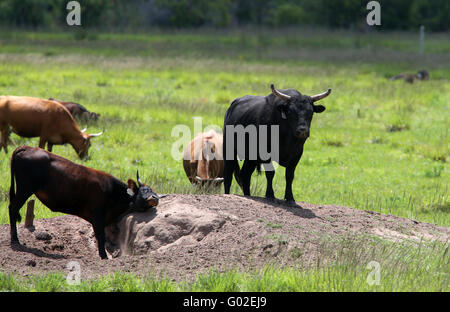 L'élevage, les taureaux et vaches sur un tas de sable ou de terre dans la zone à sécher en Floride. Avril 2016 Banque D'Images