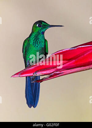 Homme-vert brillant couronné perché sur colibri fleur Banque D'Images