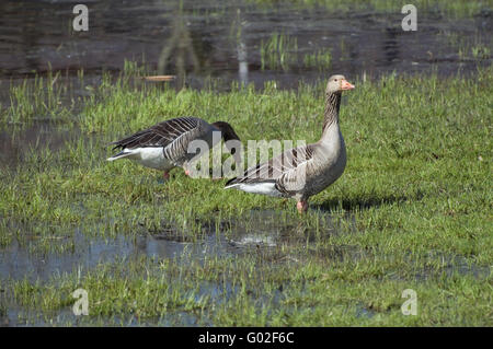 Grey Goose Banque D'Images