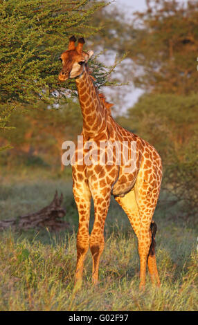 Les jeunes à la girafe soleil du matin en Afrique du Sud Banque D'Images