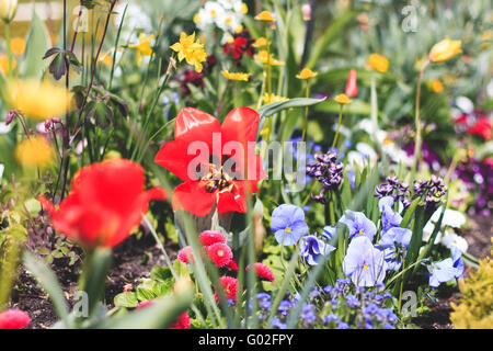 Lit de fleurs colorées avec beaucoup des fleurs de printemps Banque D'Images