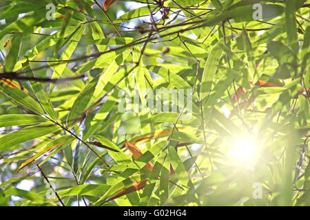 Matin soleil brille à travers les feuilles de bambou Banque D'Images