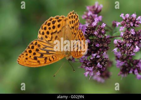 Silver-lavé fritillary Banque D'Images