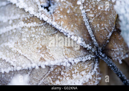 Gelée blanche sur une feuille Banque D'Images