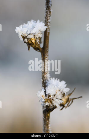 Gelée blanche sur une fleur dans l'hiver Banque D'Images