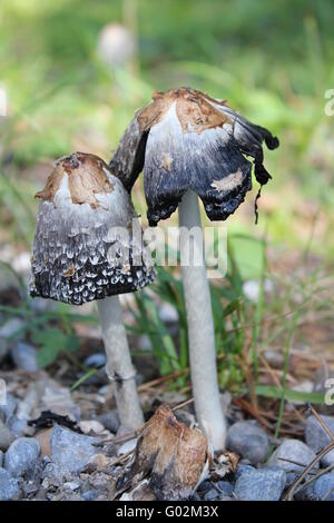 Plusieurs Shaggy Mane (Coprinus) champignons développé au stade d'encre. Banque D'Images