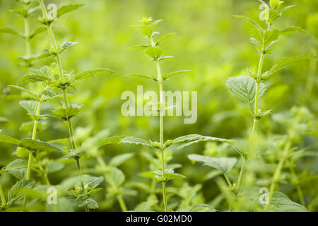 Melissa officinalis Banque D'Images