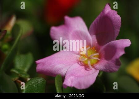 Moss Rose (Portulaca oleracea) Banque D'Images