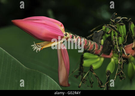 Et fleur de bananier nain indien fructescens Banque D'Images