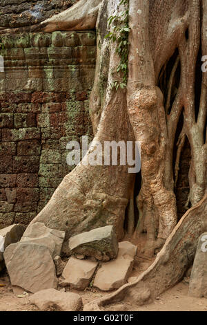 Les racines des arbres croissant sur les ruines du temple Ta Prohm (12ème siècle), site du patrimoine mondial d'Angkor, Siem Reap, Cambodge Banque D'Images