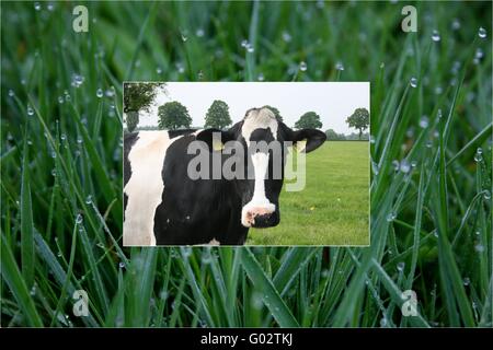 Vache et collage d'herbe Banque D'Images