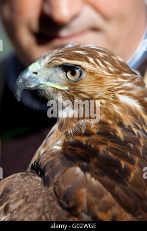 Aigle de feu arrière rouge (Buteo jamaicensis) et Falconer Banque D'Images