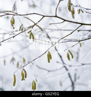 L'aulne (Alnus) rime avec Banque D'Images