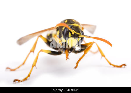 Papier jaune (Guêpe Polistes dominulus) Banque D'Images