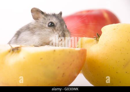 Avec apple Hamster Banque D'Images