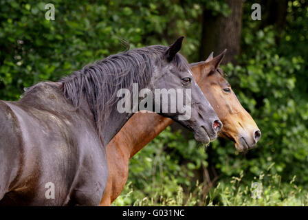 Vieux chevaux sur le couplage Banque D'Images