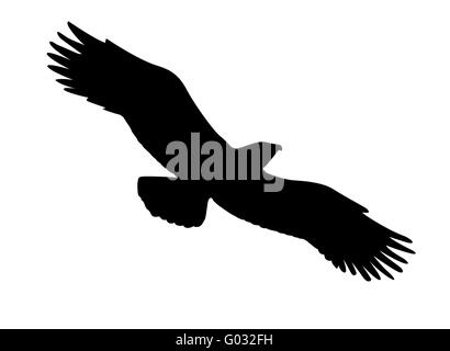 Vector silhouette de l'oiseau vorace sur fond blanc Banque D'Images