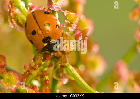 Lady Bug Banque D'Images