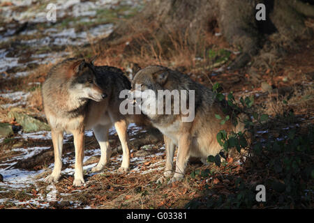 Les loups dans la forêt de Bavière Banque D'Images