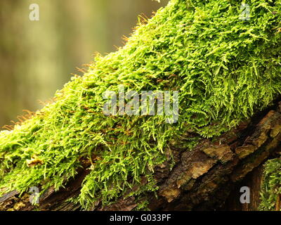 Oaktrunk avec moss Banque D'Images