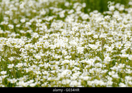 Blumenwiese flower meadow Banque D'Images