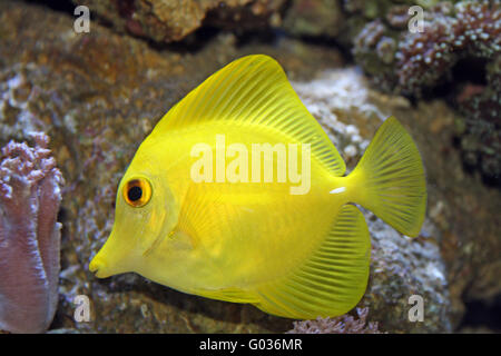Poisson tang jaune Banque D'Images