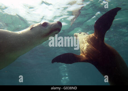 Les lions de mer australiens ludique (Neophoca cinerea), sous-marine Jurien Bay Marine Park, près de Cervantes, l'ouest de l'Australie Banque D'Images