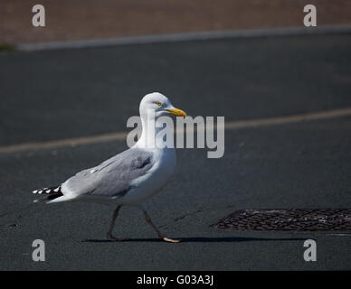 Seagull crossing road Banque D'Images
