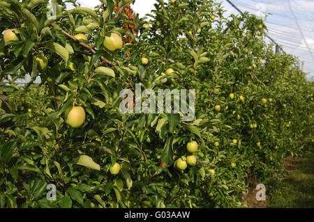 Plantation d'arbres d'Apple sous la protection de l'nettin la grêle Banque D'Images