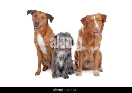 Deux chiens et un mélange de Nova Scotia Duck Tolling Retriever Banque D'Images