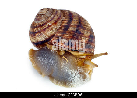 Escargot rampant isolé sur fond blanc Banque D'Images