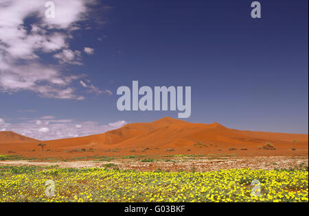 Fleurs à Sossusvlei, saison de pluie, Namib-Desert Banque D'Images