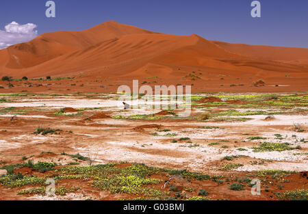 Fleurs à Sossusvlei, saison de pluie, Namib-Desert Banque D'Images