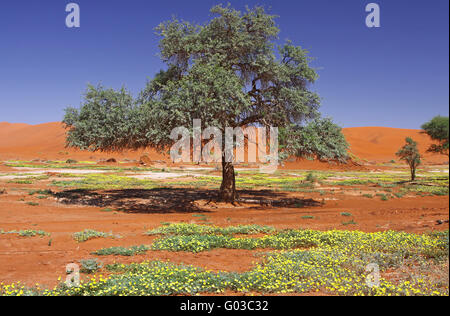 Un arbre et des fleurs dans le Sossusvlei, Namibie Banque D'Images