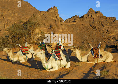 Circonscription de repos des dromadaires,Acacus Mountains,Sahara Banque D'Images