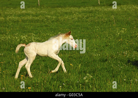 Poulain animée d'un cheval gris dans un enclos Banque D'Images