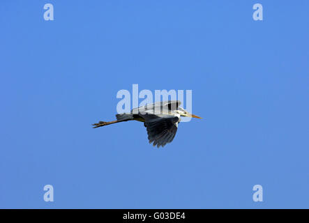 Flying Héron cendré (Ardea cinerea) Banque D'Images