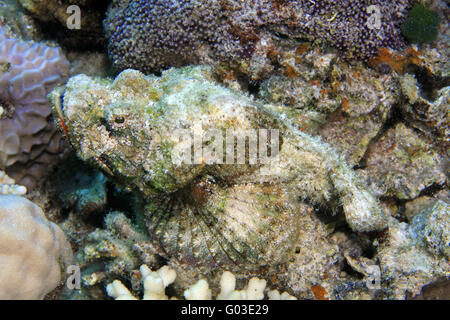 Devil Scorpionfish Banque D'Images