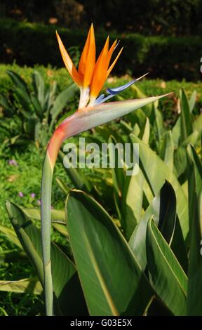 La photo en gros plan d'un Bird of Paradise flower Banque D'Images