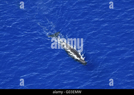 La baleine, baleine bleue, Photo aérienne Banque D'Images