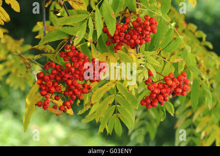 Fruits de l'Rowan Banque D'Images