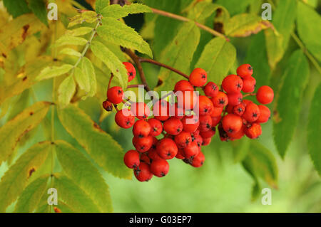 Fruits de l'Rowan Banque D'Images