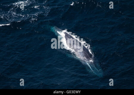 La baleine grise, la baleine, vue aérienne Banque D'Images