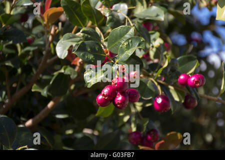 Fruits rose de lilly pilly syzygium luehmannii ou riberry pendaison parmi les feuilles vert brillant de l'arbre . Banque D'Images