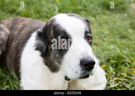 Belle alabai chien de berger d'Asie centrale contre une herbe Banque D'Images