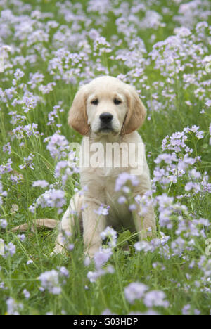 Chiot Golden Retriever parmi les fleurs de Coucou Banque D'Images