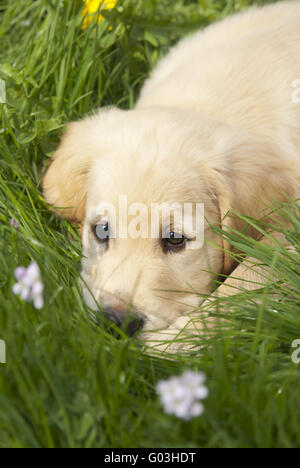 Chiot Golden Retriever, reposant sur l'herbe Banque D'Images