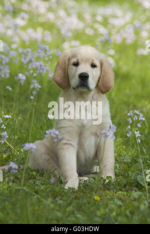 Chiot Golden Retriever parmi les fleurs de Coucou Banque D'Images